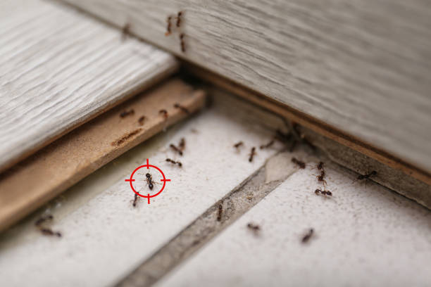 Best Local Pest Control Services  in Paw Paw, MI