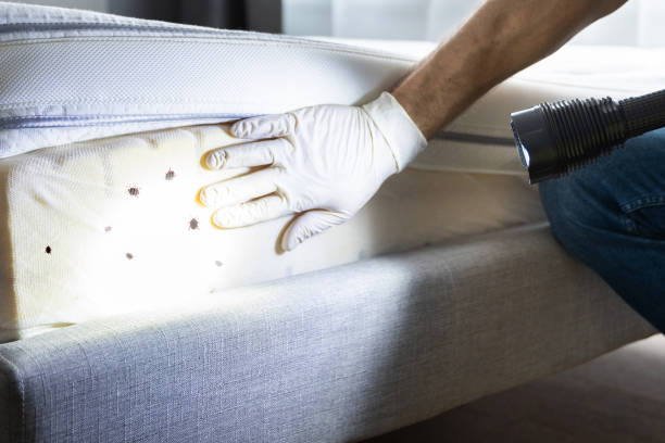 Best Ant Control Services  in Paw Paw, MI